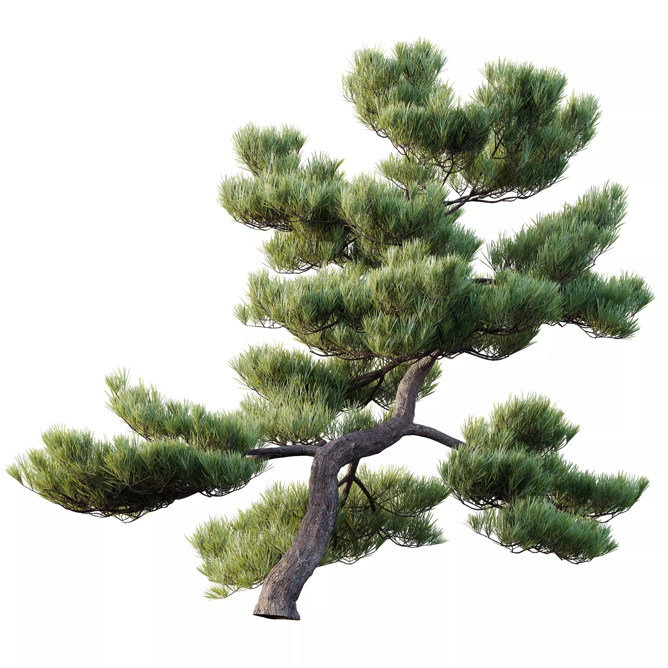 AV Pinus Bonsai Sylvestris Pine Parviflora Scotch Contorta 3D model_5