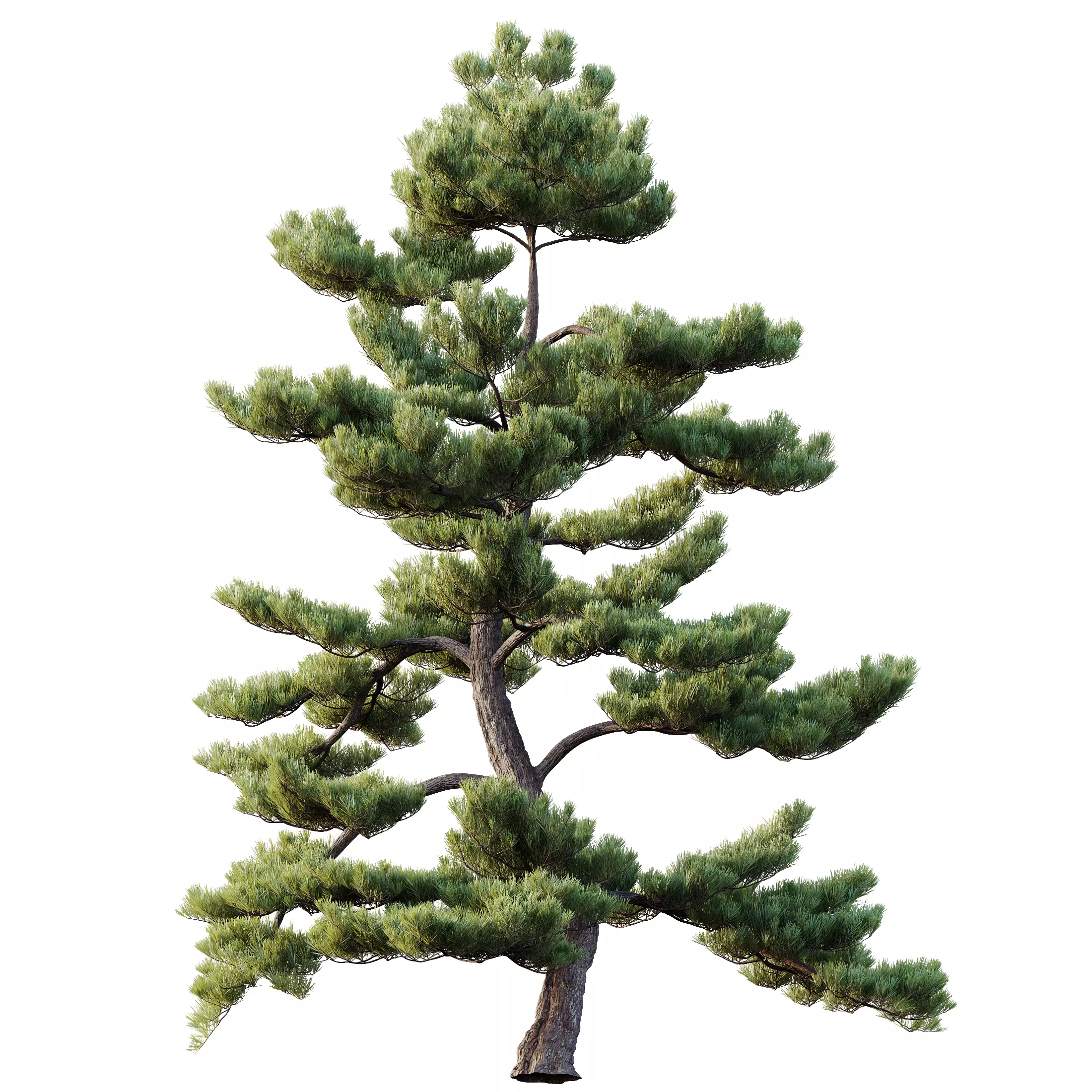 AV Pinus Bonsai Sylvestris Pine Parviflora Scotch Contorta 3D model_1