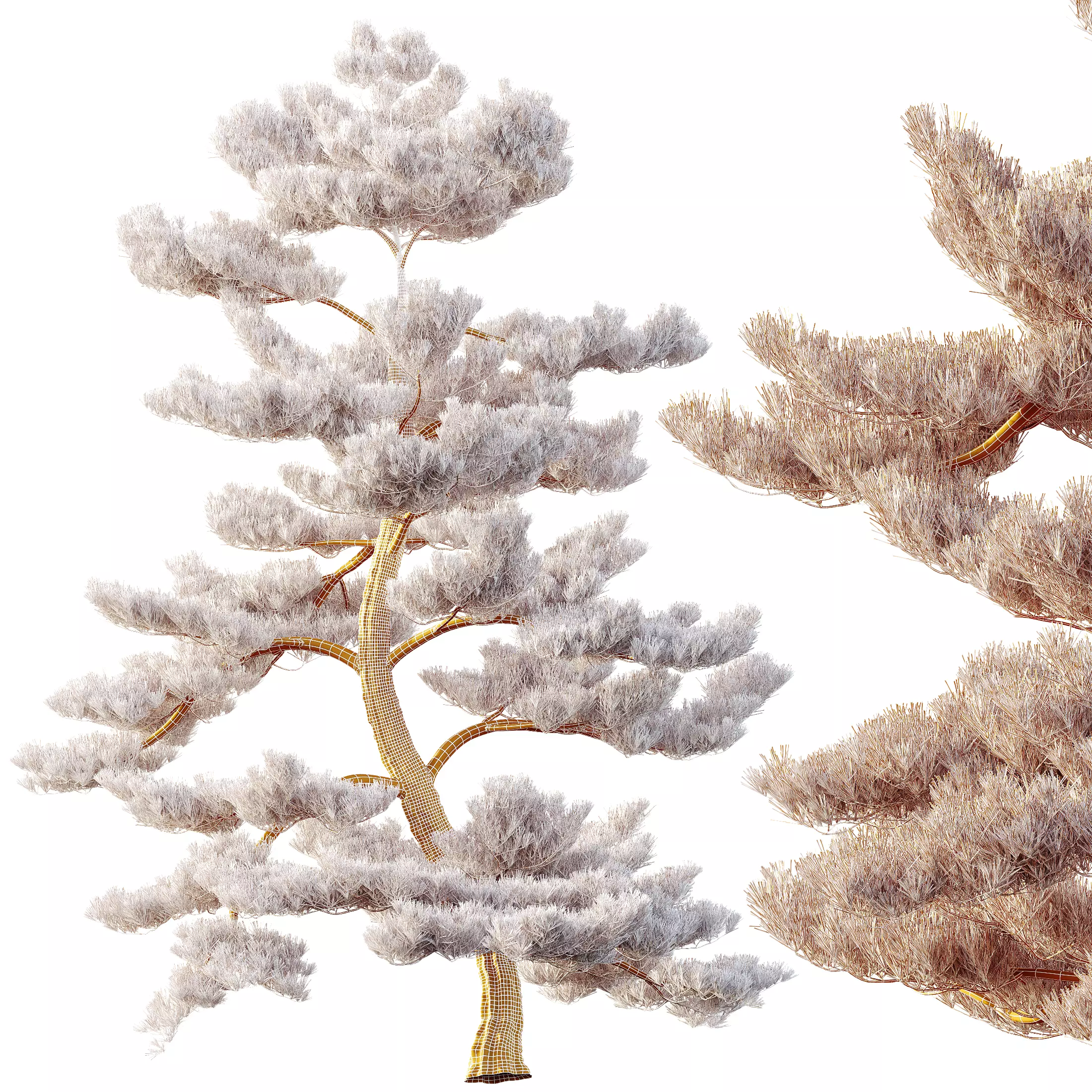 AV Pinus Bonsai Sylvestris Pine Parviflora Scotch Contorta 3D model_8