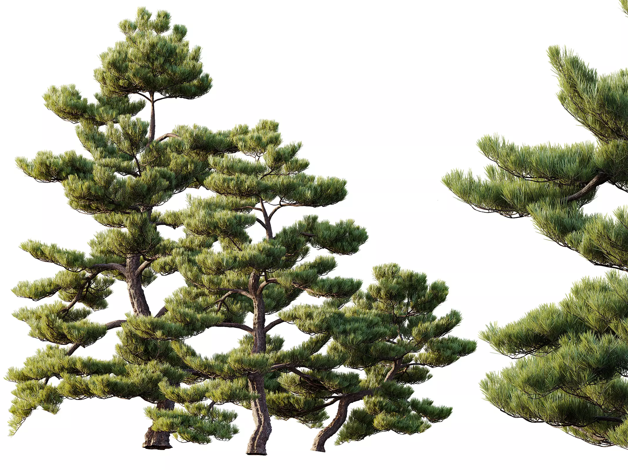 AV Pinus Bonsai Sylvestris Pine Parviflora Scotch Contorta 3D model_0