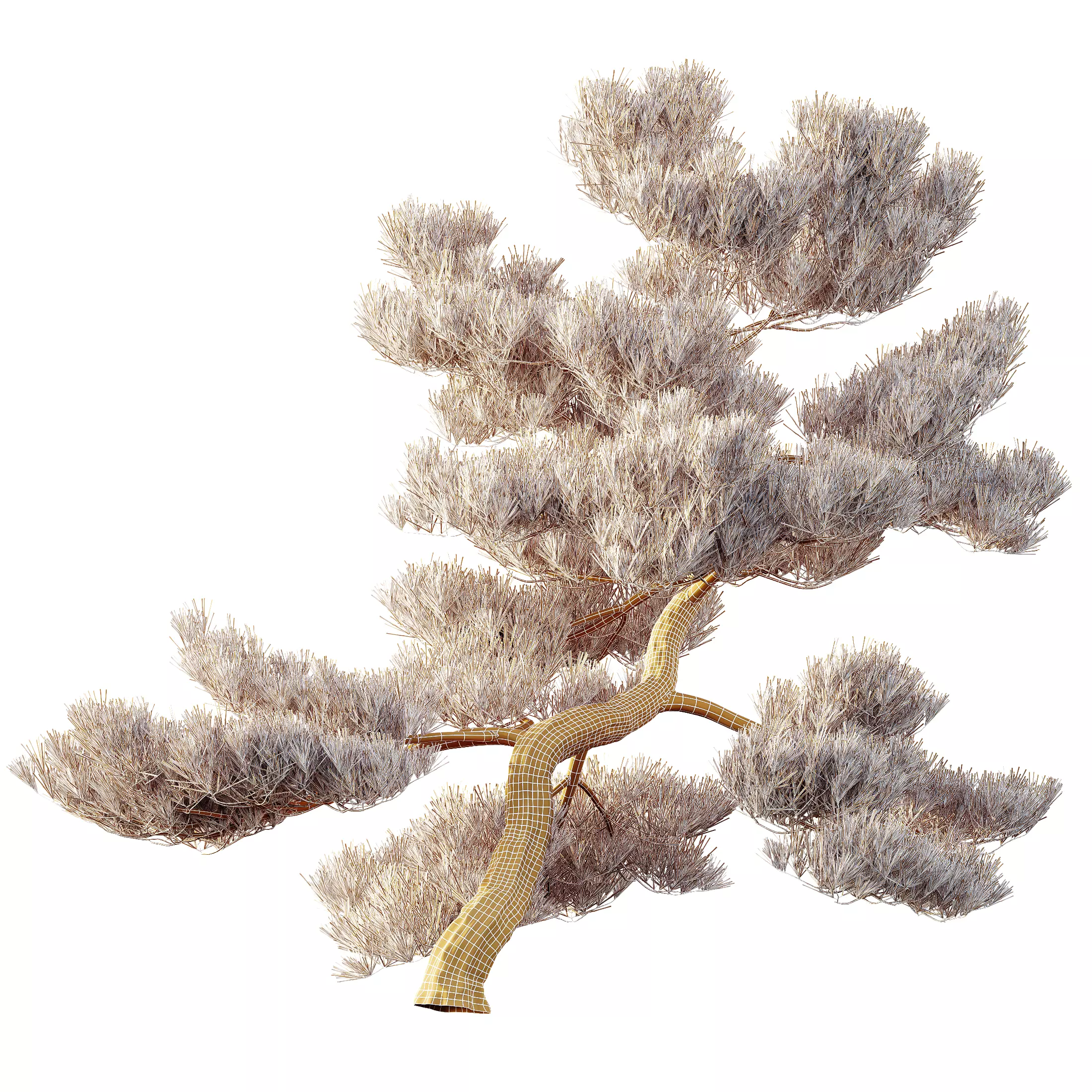AV Pinus Bonsai Sylvestris Pine Parviflora Scotch Contorta 3D model_9