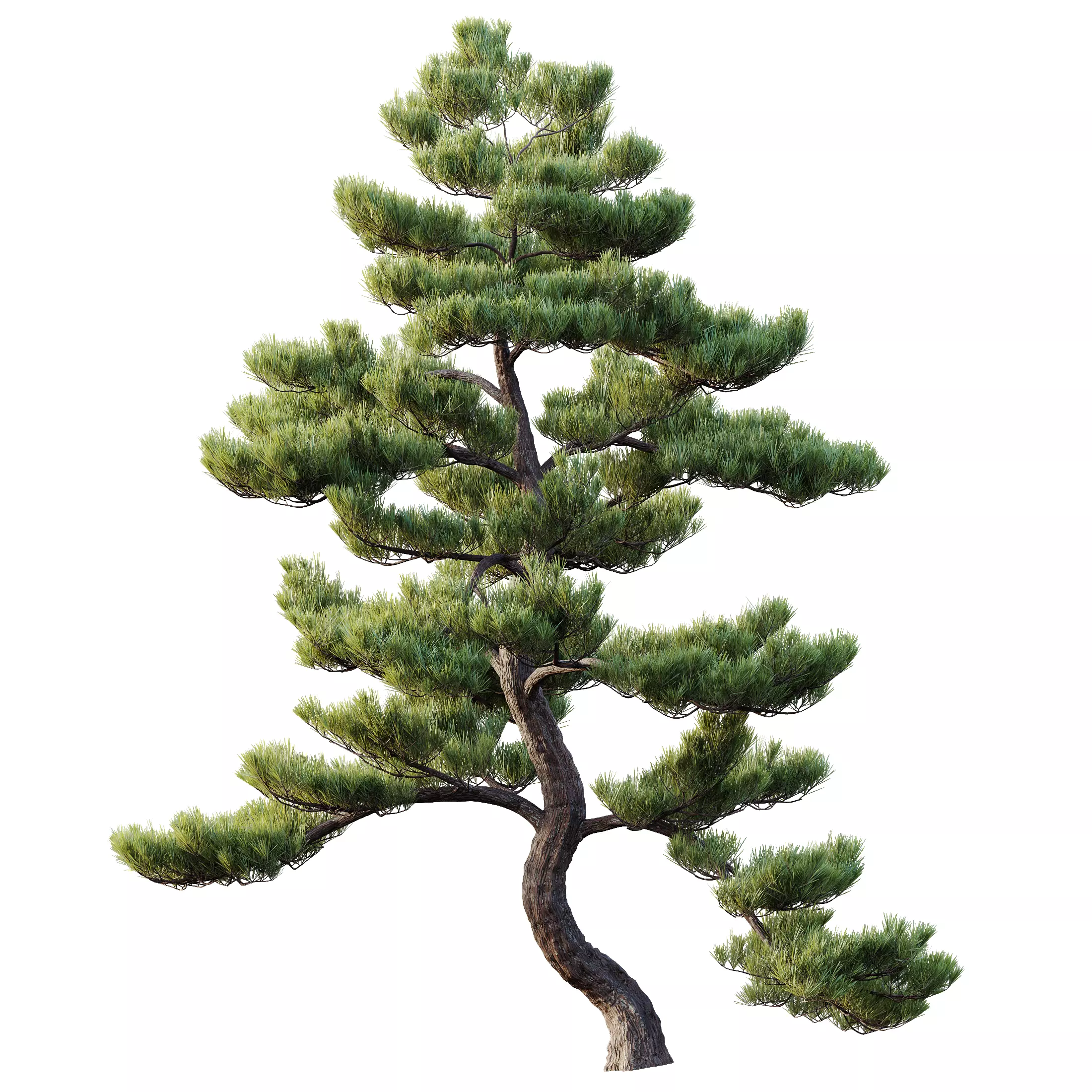 AV Pinus Bonsai Sylvestris Pine Parviflora Scotch Contorta 3D model_4