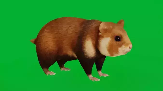 European Hamster Rodent