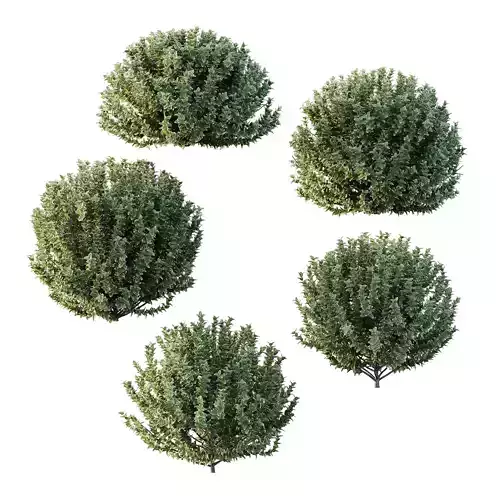 Frutices Fortescue Euonymus 04