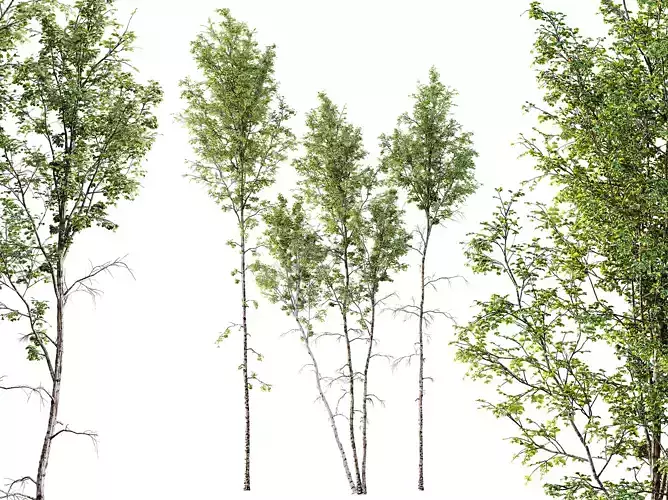 AV Betula Pendula 3 trees 3D model
