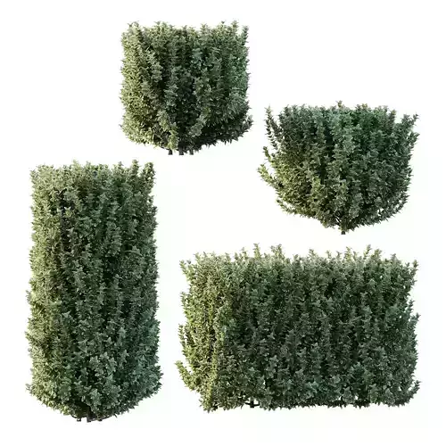 Frutices Fortescue Euonymus 06