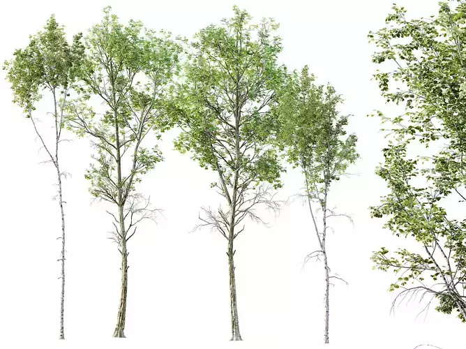 AV Betula Pendula and Fagus Sylvatica