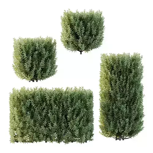 Frutices Fortescue Euonymus 07