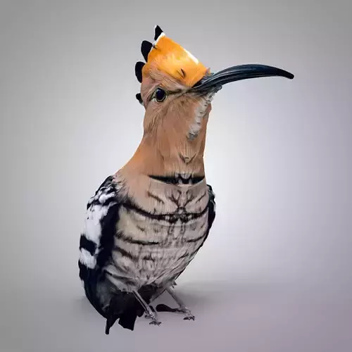 The hoopoe