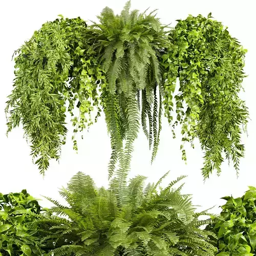 plant vol 685 - pothos - devils - ivy - fern