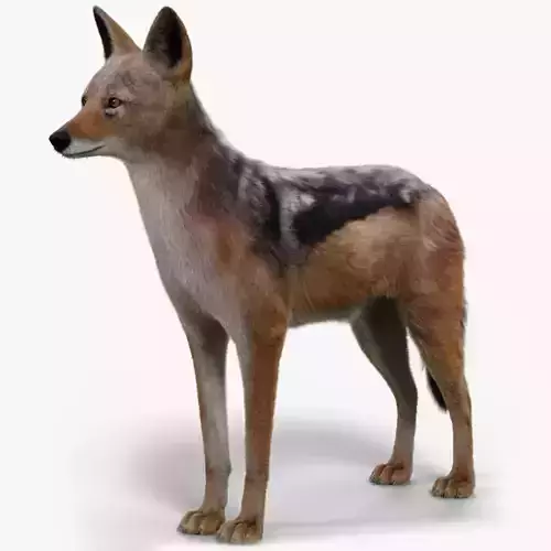 Black Backed Jackal Fur