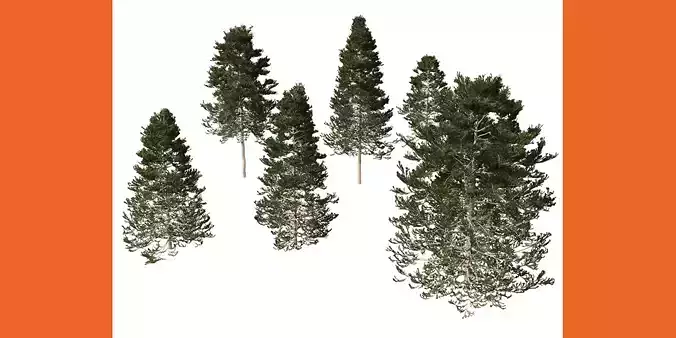 Pseudotsuga menziesi Douglas fir