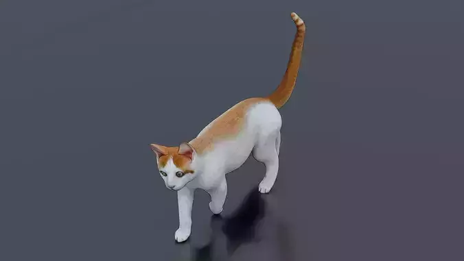 Walking cat