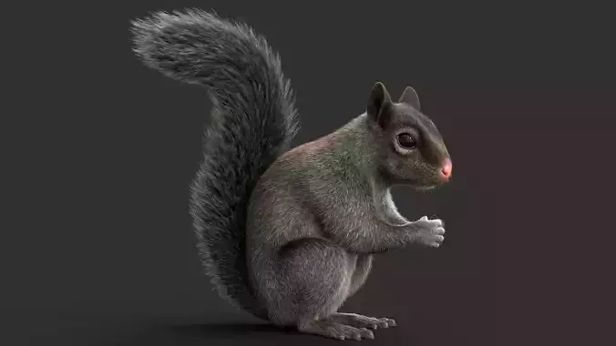 Gray Squirrel Xgen Rigged