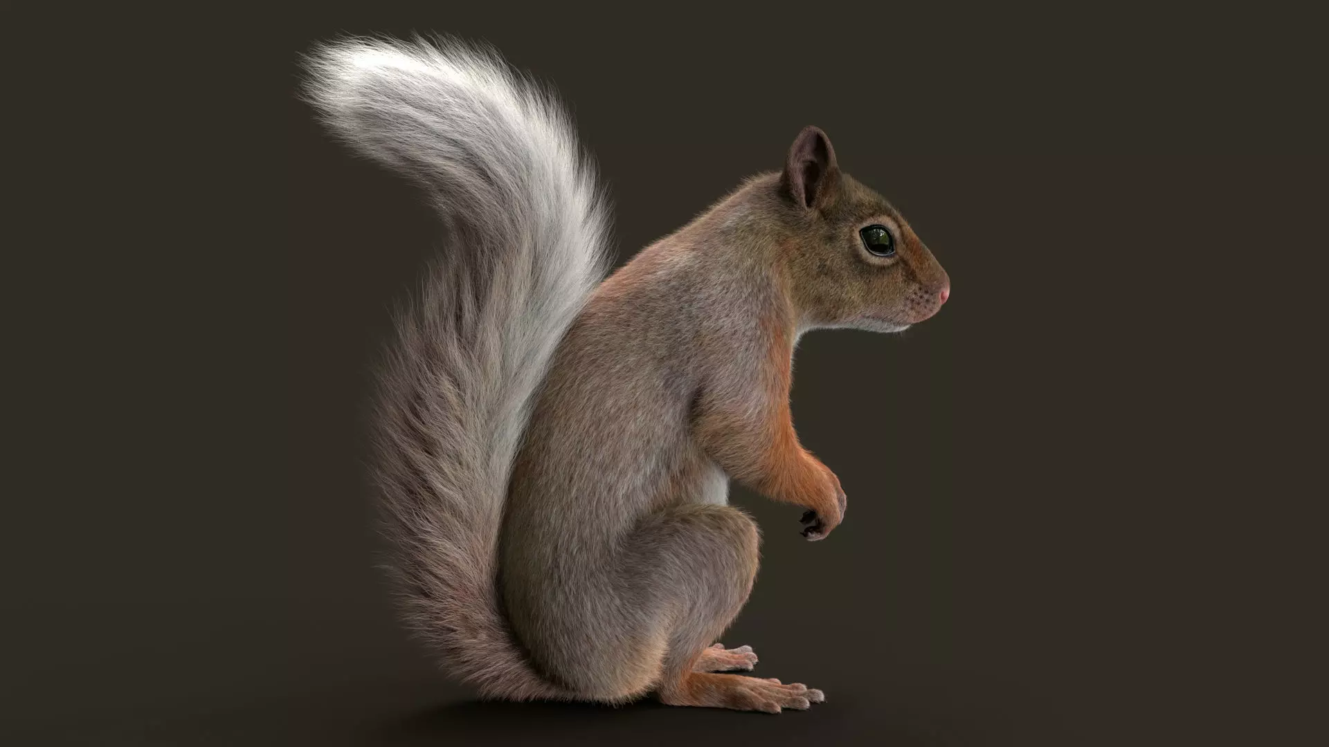 Brown Squirrel Fur Rigged 3D model_8