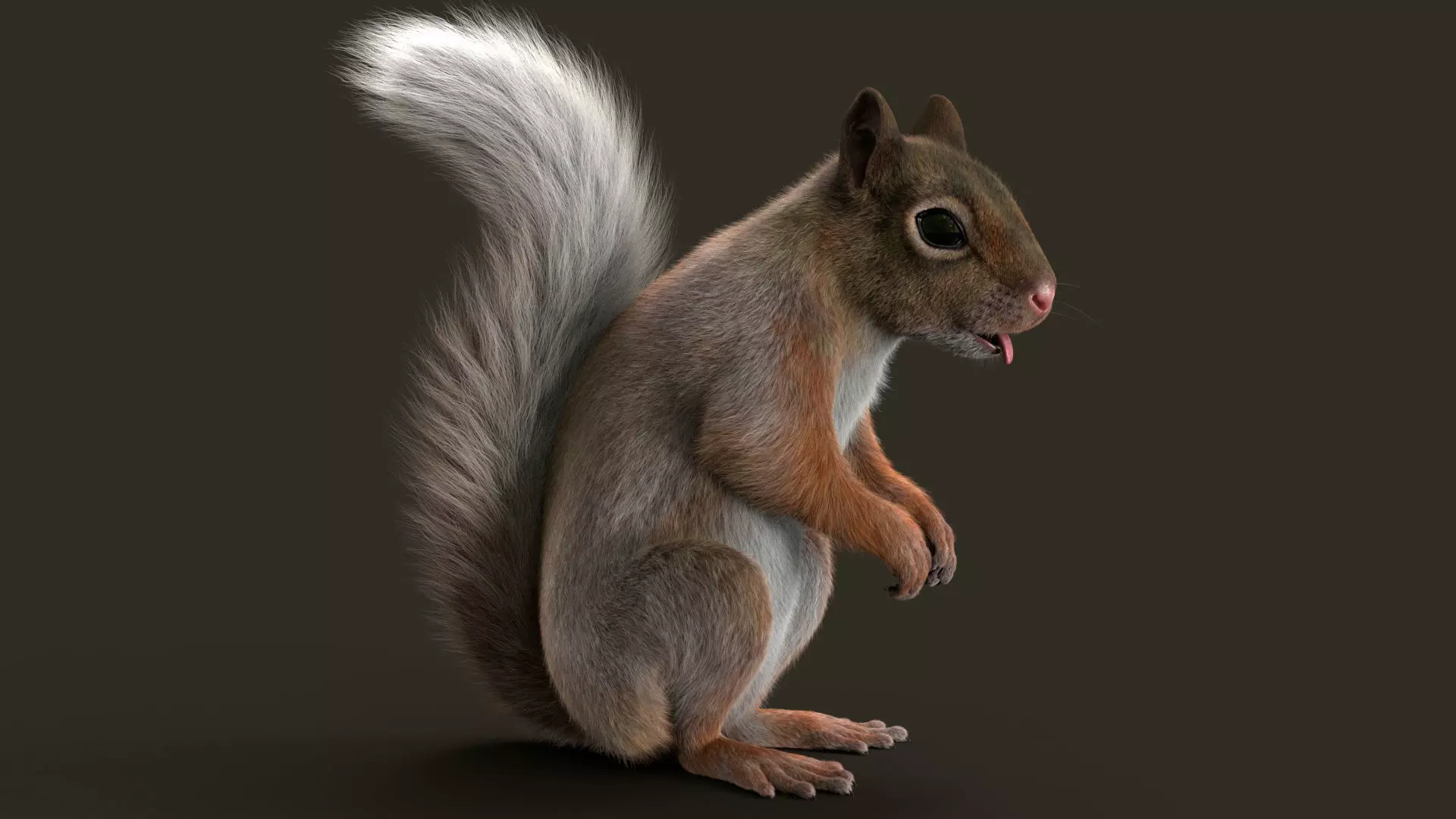 Brown Squirrel Fur Rigged 3D model_9