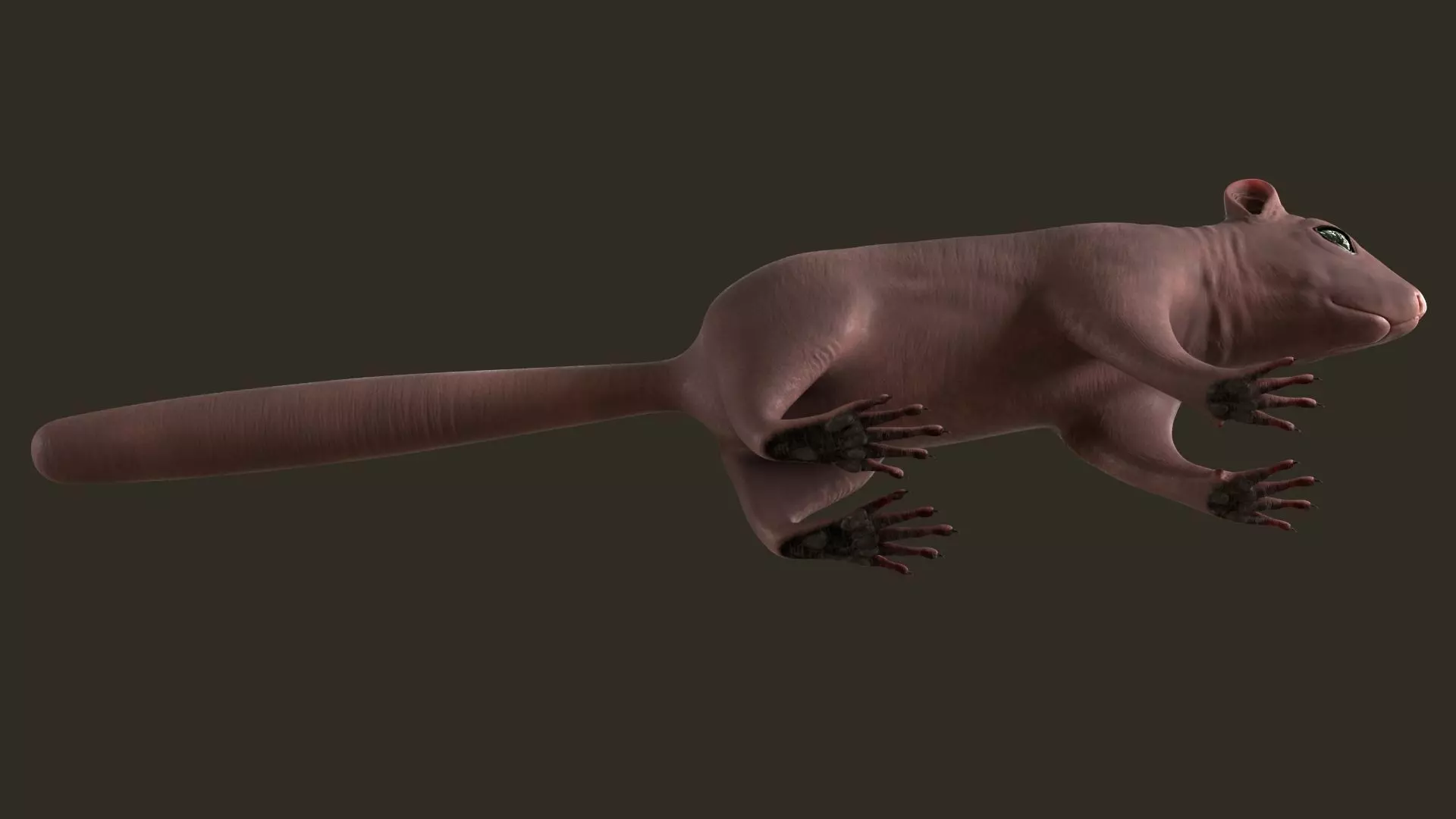 Brown Squirrel Fur Rigged 3D model_18