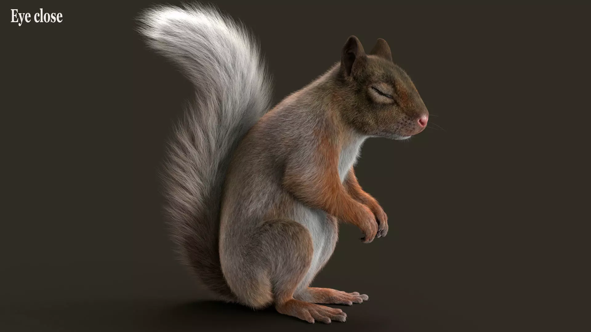 Brown Squirrel Fur Rigged 3D model_10