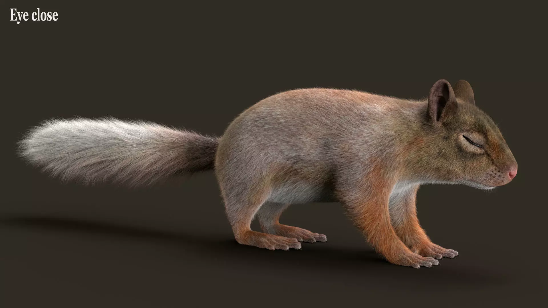 Brown Squirrel Fur Rigged 3D model_12