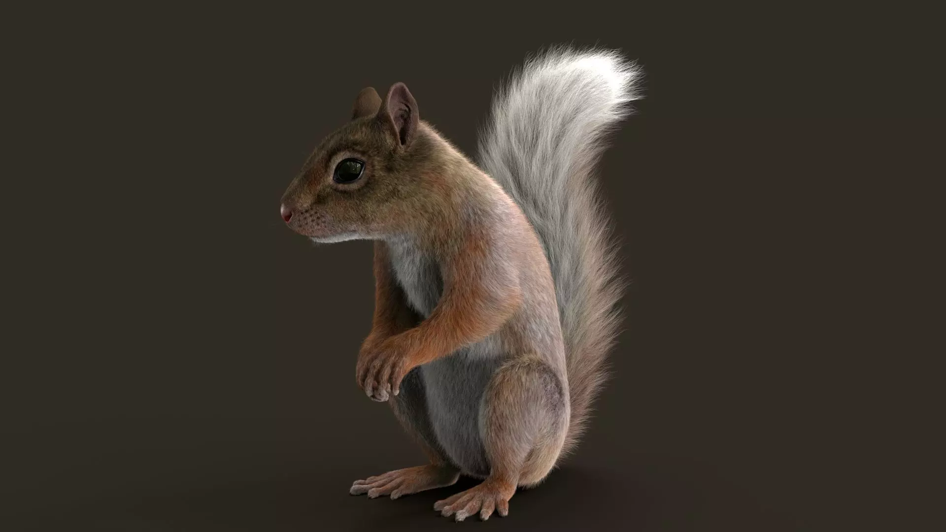 Brown Squirrel Fur Rigged 3D model_7
