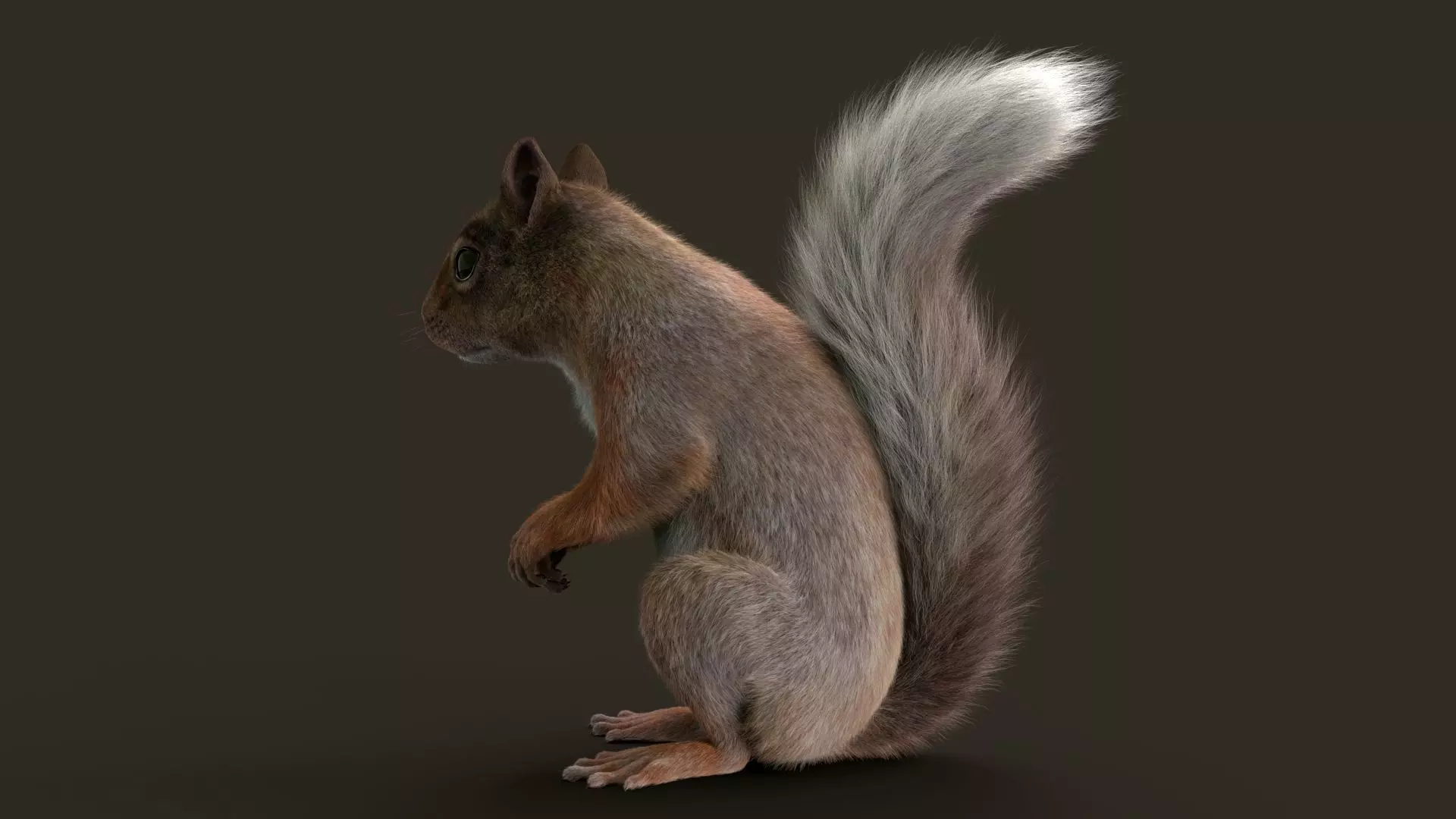Brown Squirrel Fur Rigged 3D model_3