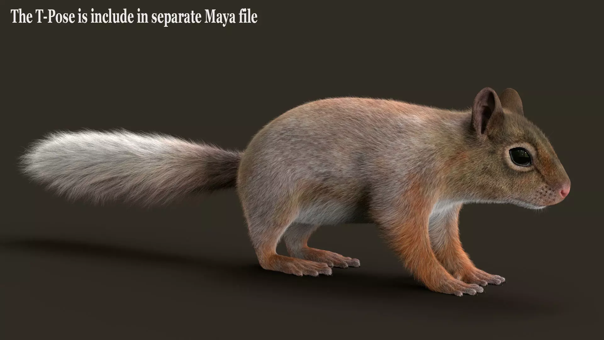 Brown Squirrel Fur Rigged 3D model_11