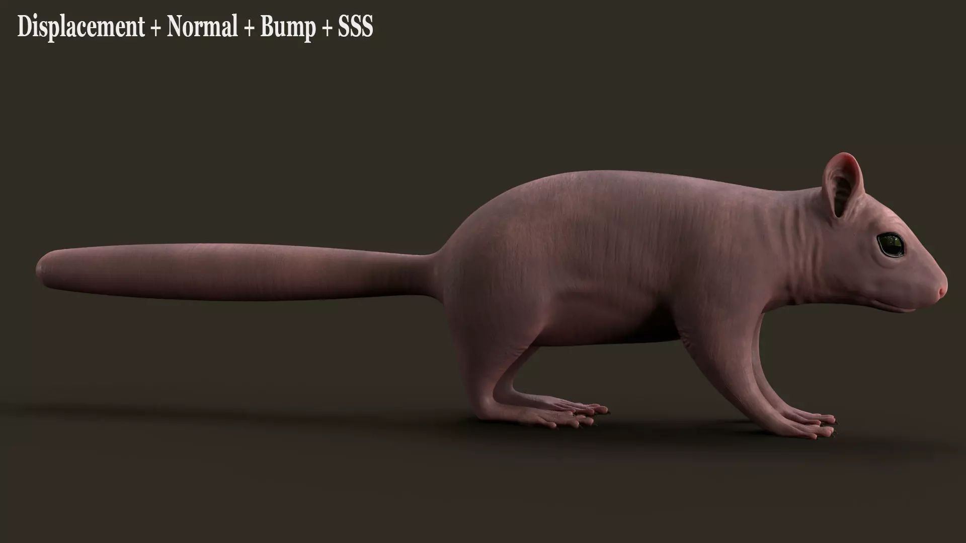 Brown Squirrel Fur Rigged 3D model_17