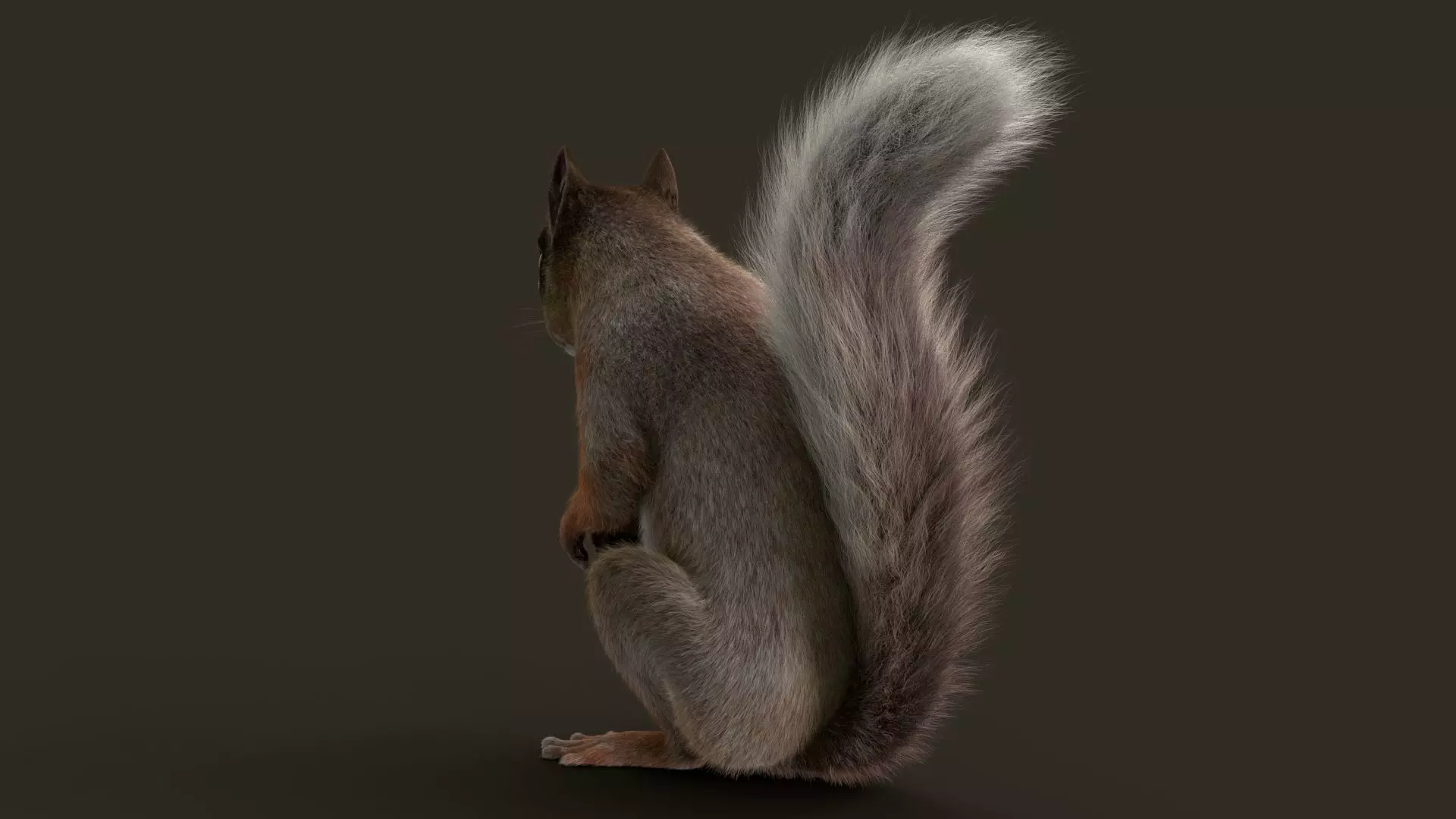 Brown Squirrel Fur Rigged 3D model_5