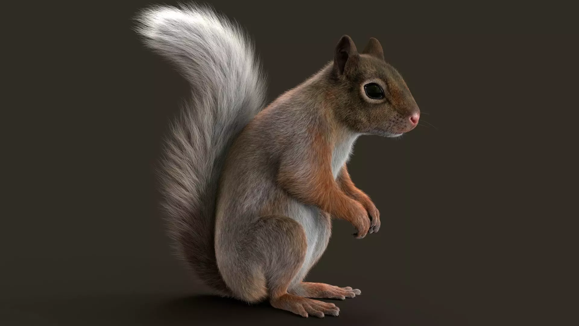 Brown Squirrel Fur Rigged 3D model_0