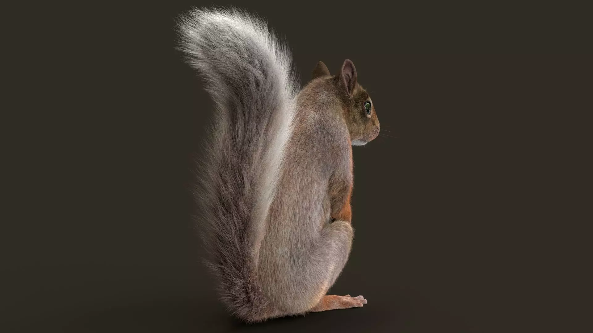 Brown Squirrel Fur Rigged 3D model_6