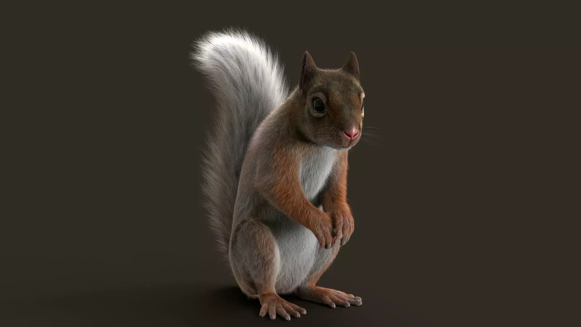 Brown Squirrel Fur Rigged 3D model_4