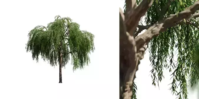 Willow Tree 02