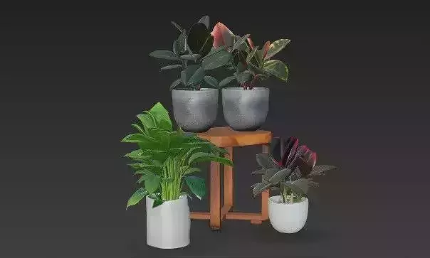 Houseplant Collection 04- Lily- Ficus Elastica - Rubber Tree