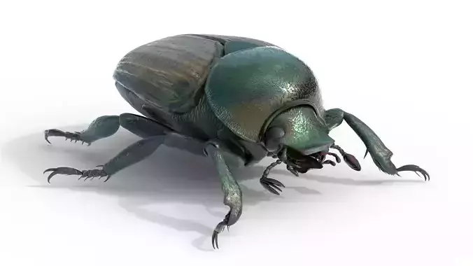 Japanese beetle