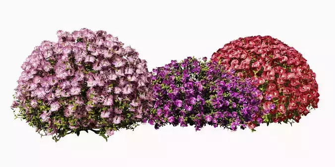 Harrington s Aster flower Shrubs