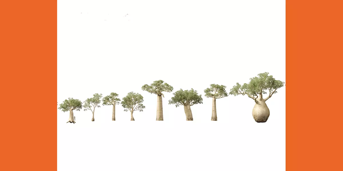 Adansonia digitata Baobab 01 04 Free 3D model_1