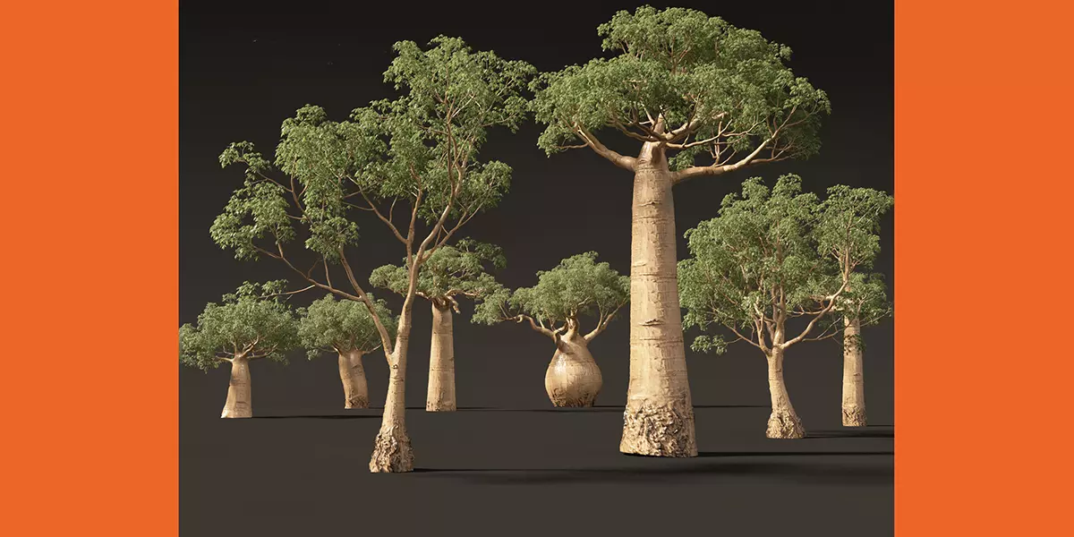 Adansonia digitata Baobab 01 04 Free 3D model_0