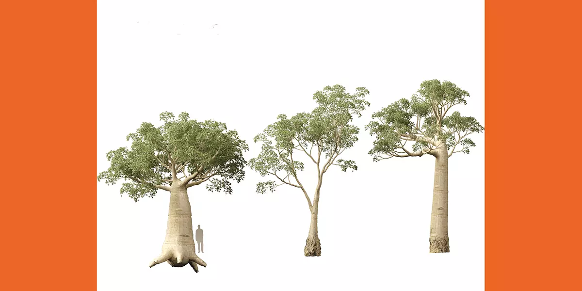 Adansonia digitata Baobab 01 04 Free 3D model_3