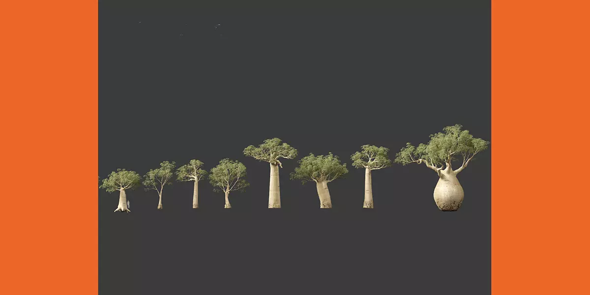 Adansonia digitata Baobab 01 04 Free 3D model_2