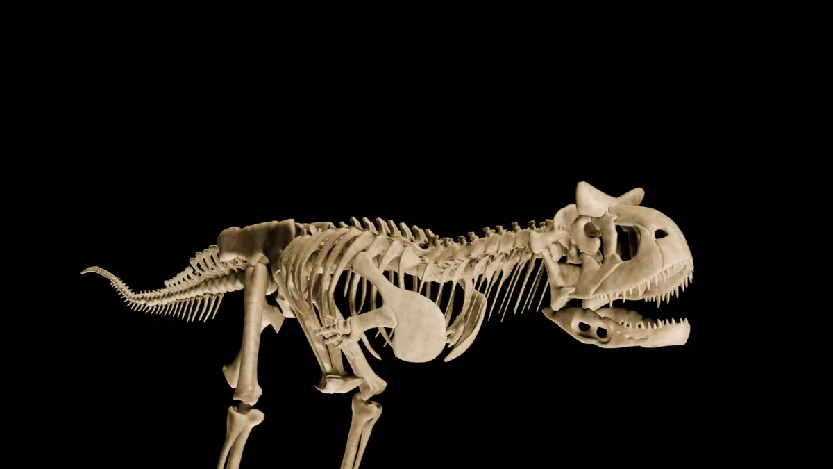 Carnotaurus sastrei Skeleton 3D Model Fully Textured for Your Pr Free low-poly 3D model_3