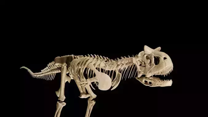Carnotaurus sastrei Skeleton 3D Model Fully Textured for Your Pr