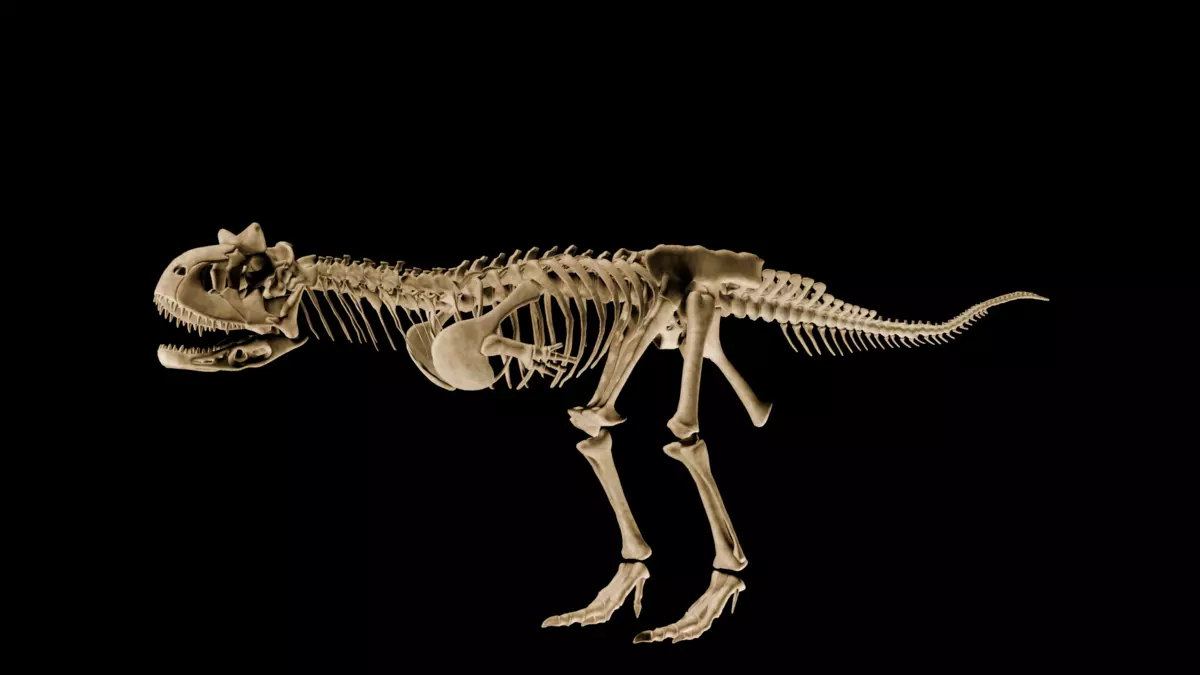 Carnotaurus sastrei Skeleton 3D Model Fully Textured for Your Pr Free low-poly 3D model_2