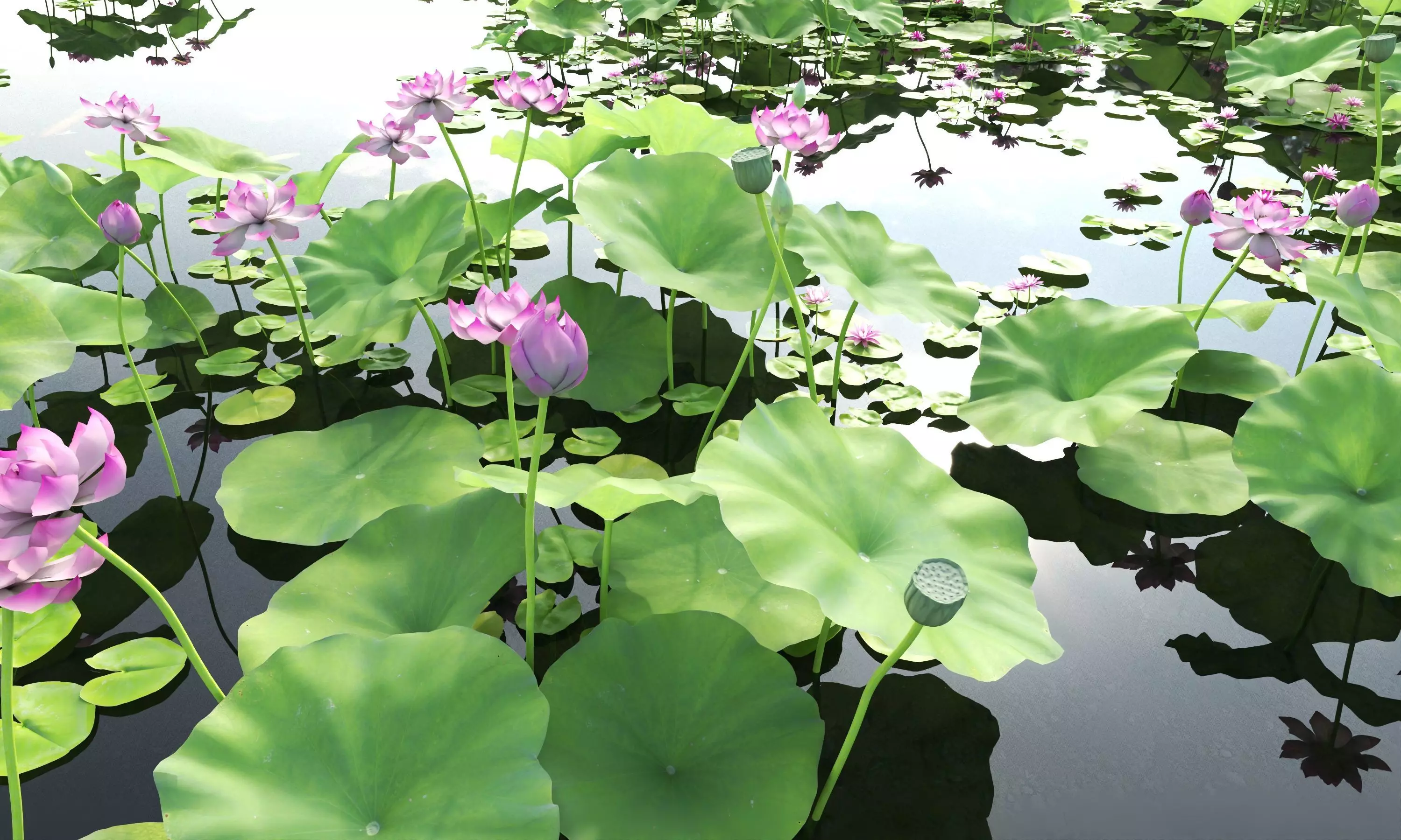 Lotus and Koi Fish Pond 01 Low-poly 3D model_6