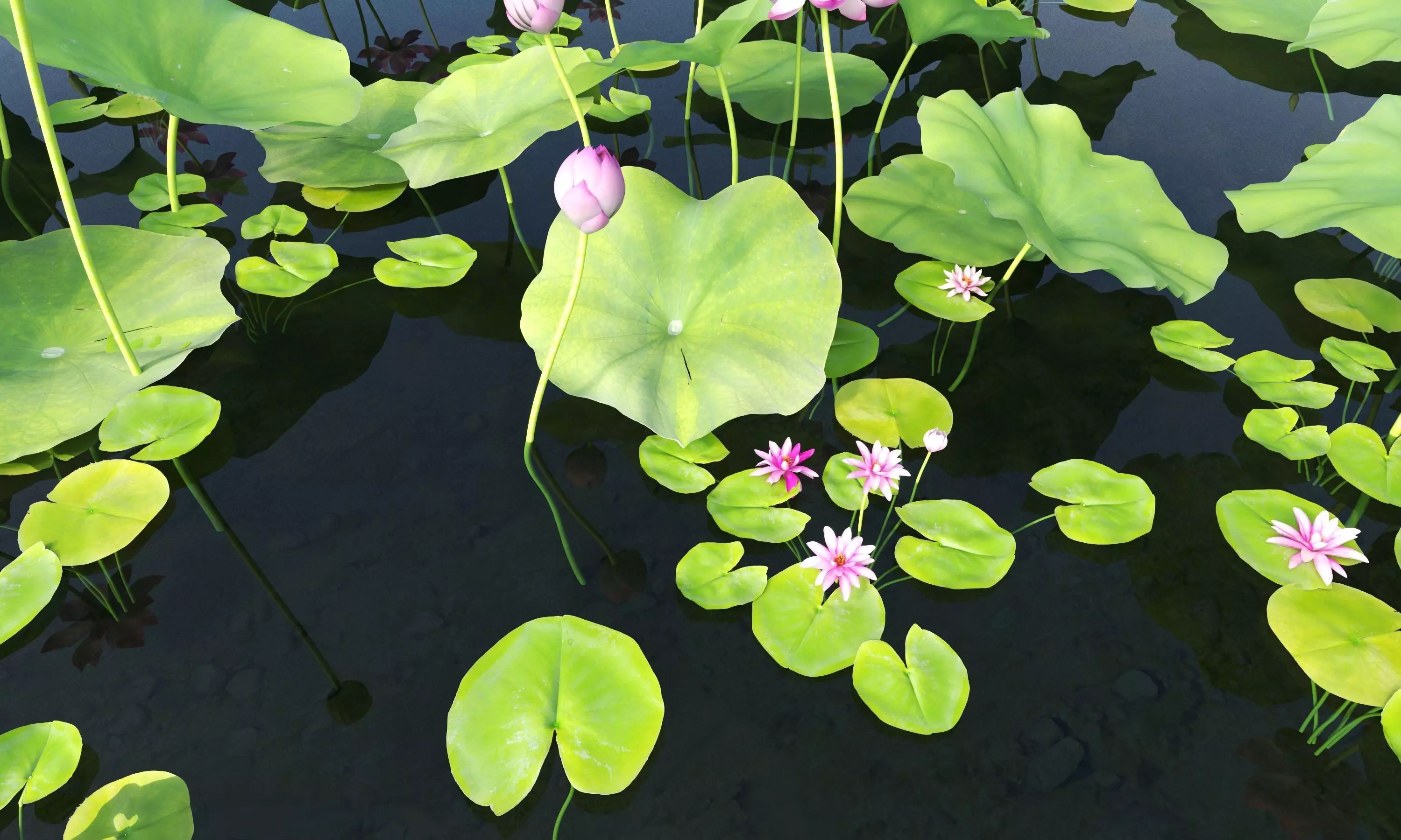 Lotus and Koi Fish Pond 01 Low-poly 3D model_7