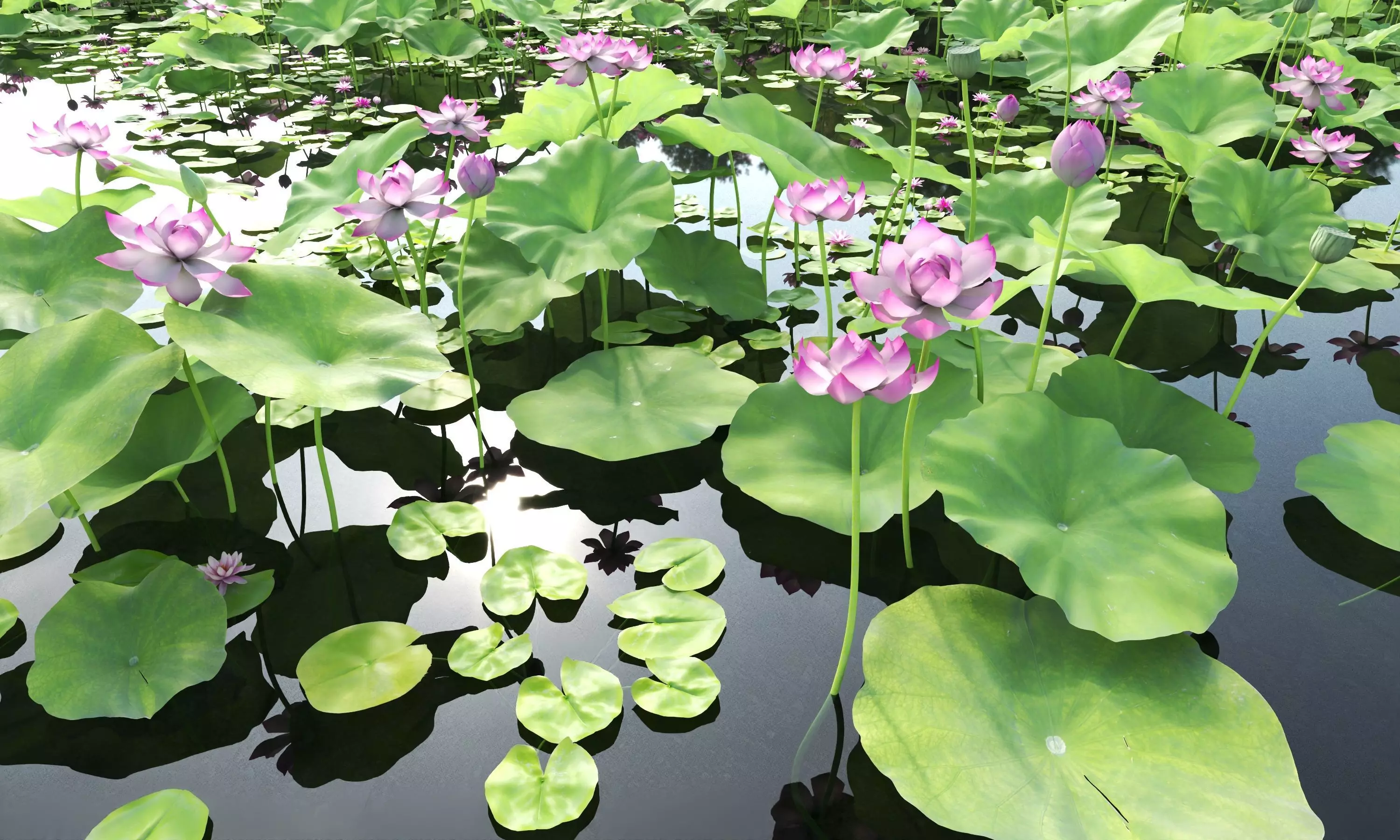 Lotus and Koi Fish Pond 01 Low-poly 3D model_5