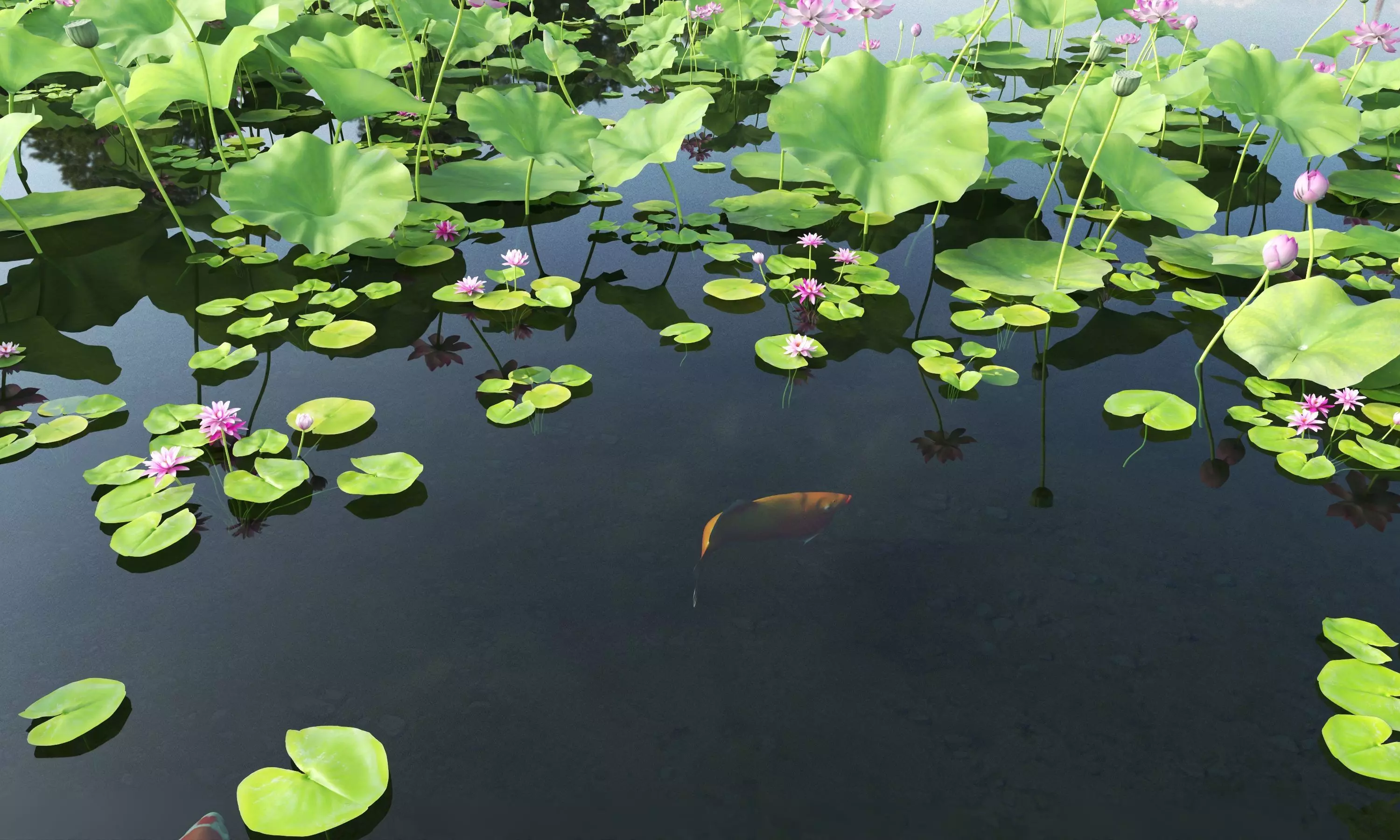 Lotus and Koi Fish Pond 01 Low-poly 3D model_4