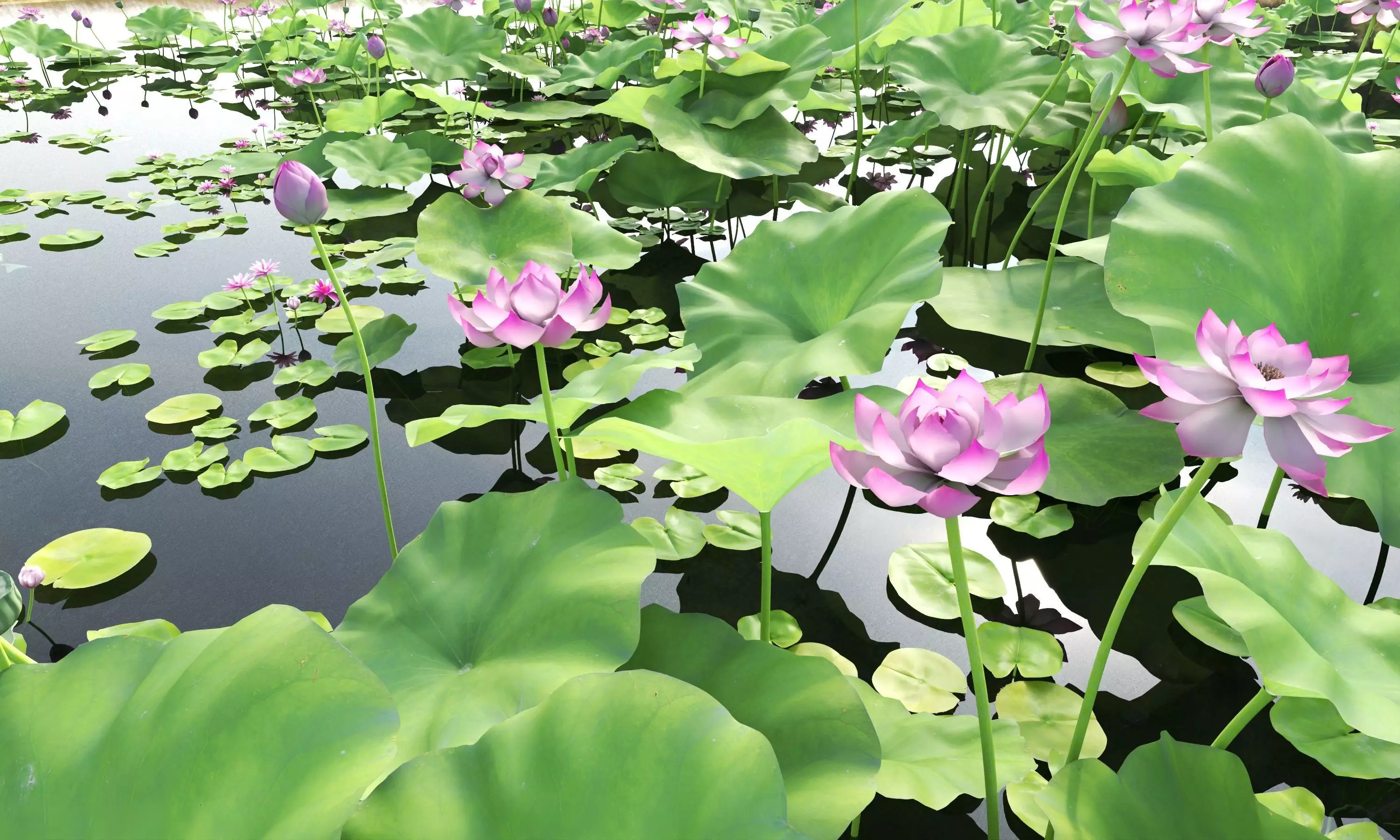 Lotus and Koi Fish Pond 01 Low-poly 3D model_0