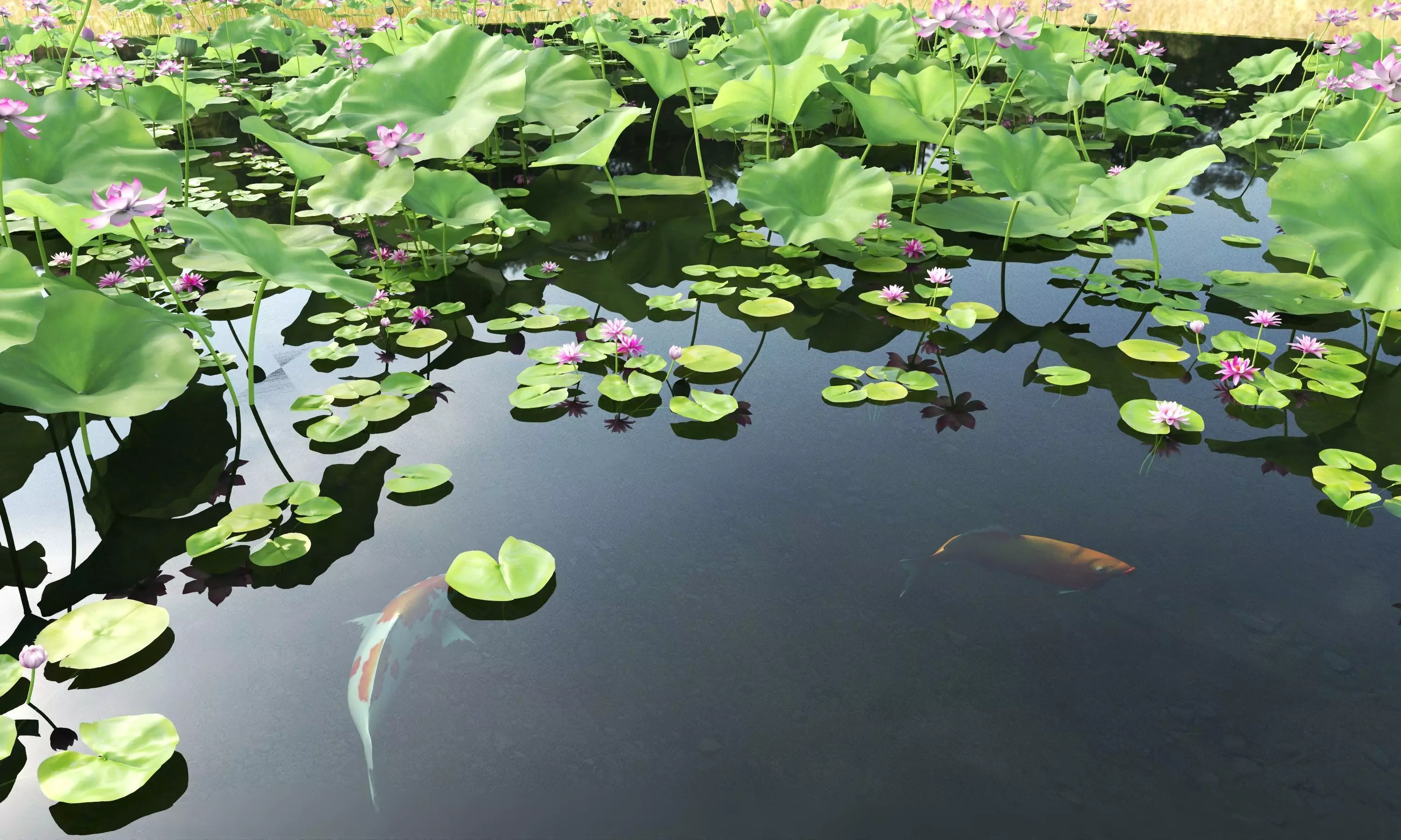 Lotus and Koi Fish Pond 01 Low-poly 3D model_3