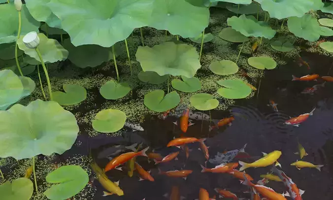 Lotus and Koi Fish Pond 02