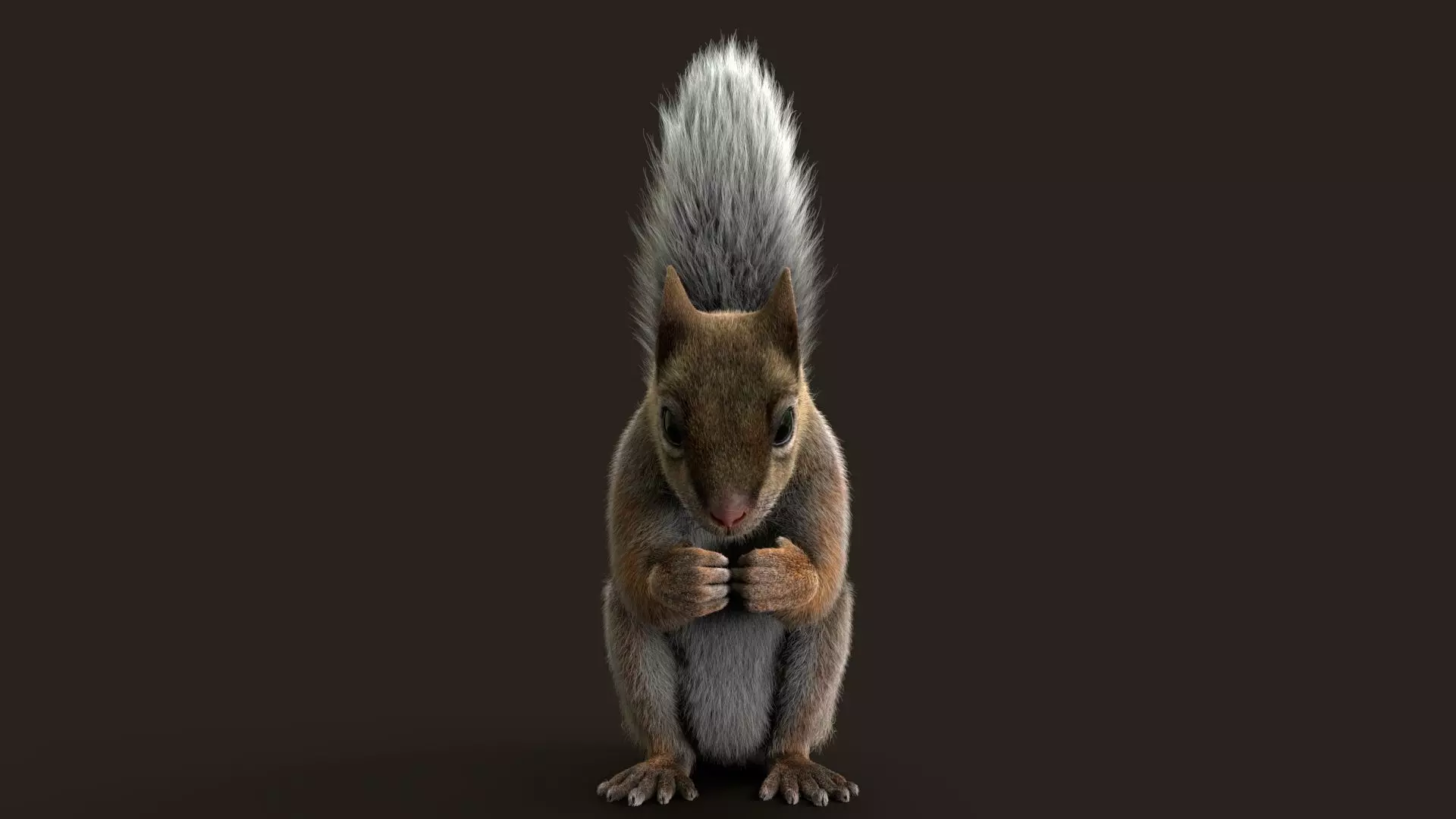 Brown Squirrel Xgen Rigged 3D model_5